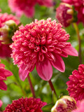 Dahlia Alyshia