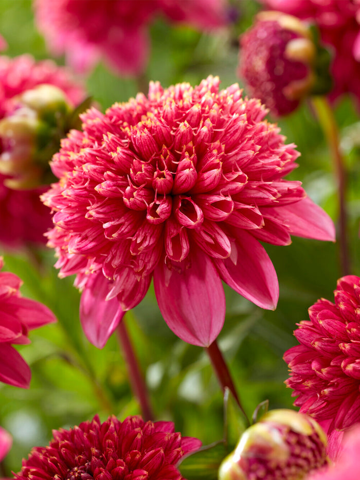 Dahlia Alyshia