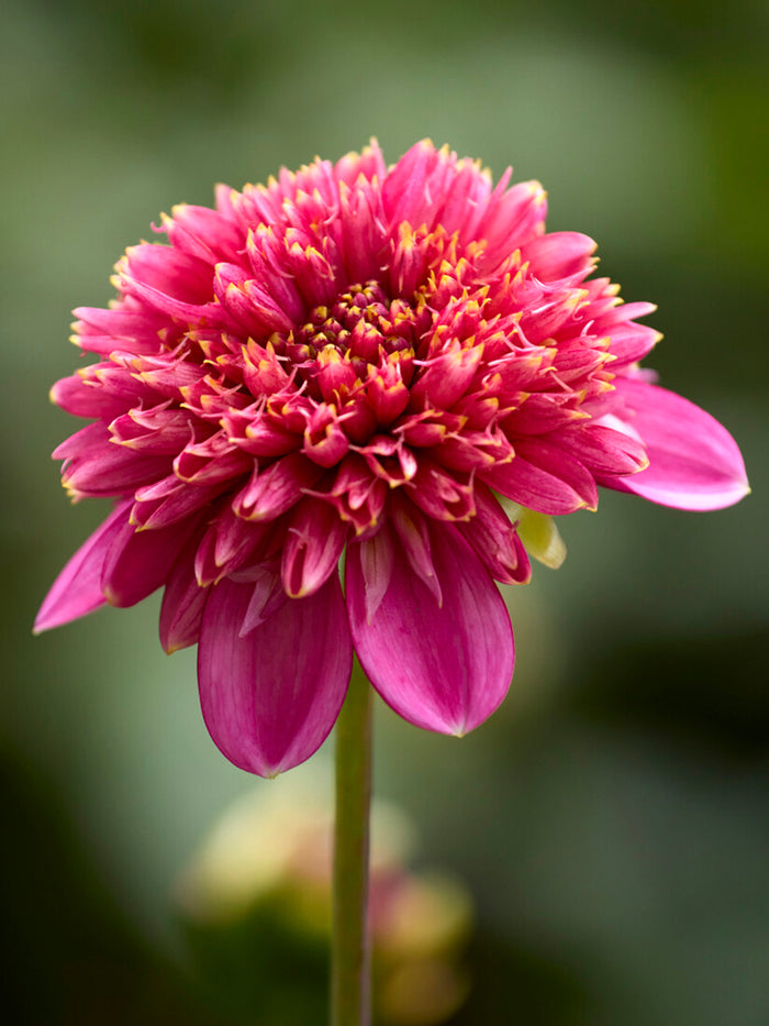 Dahlia Alyshia