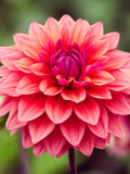 Dahlia American Dawn