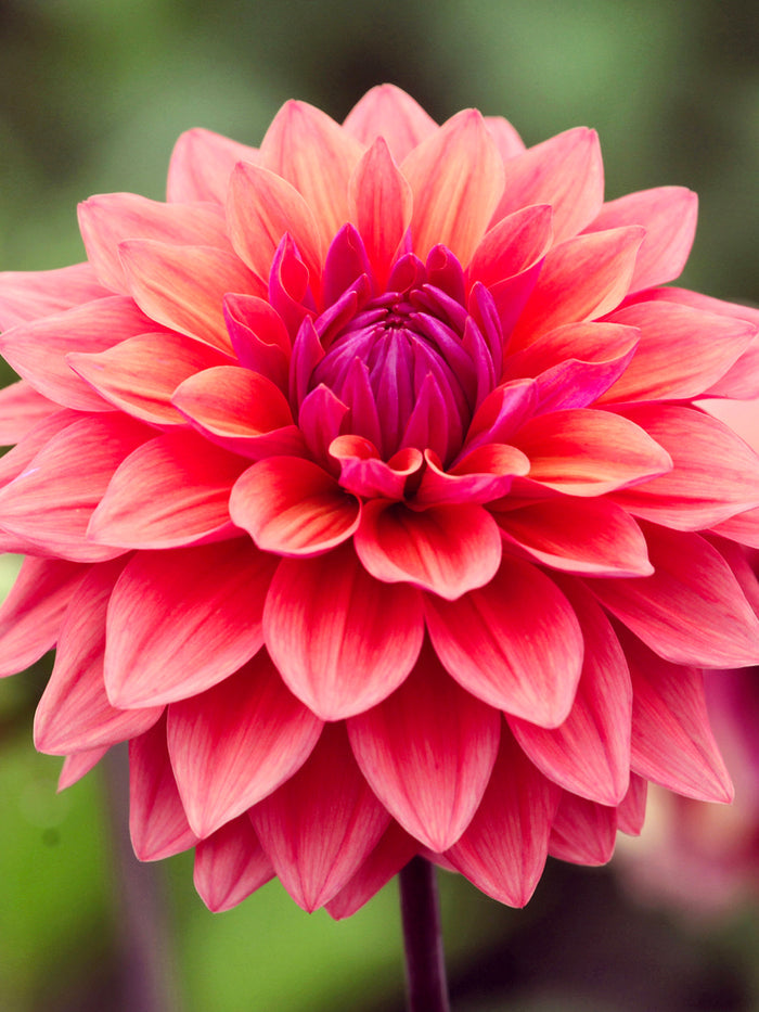 Dahlia American Dawn