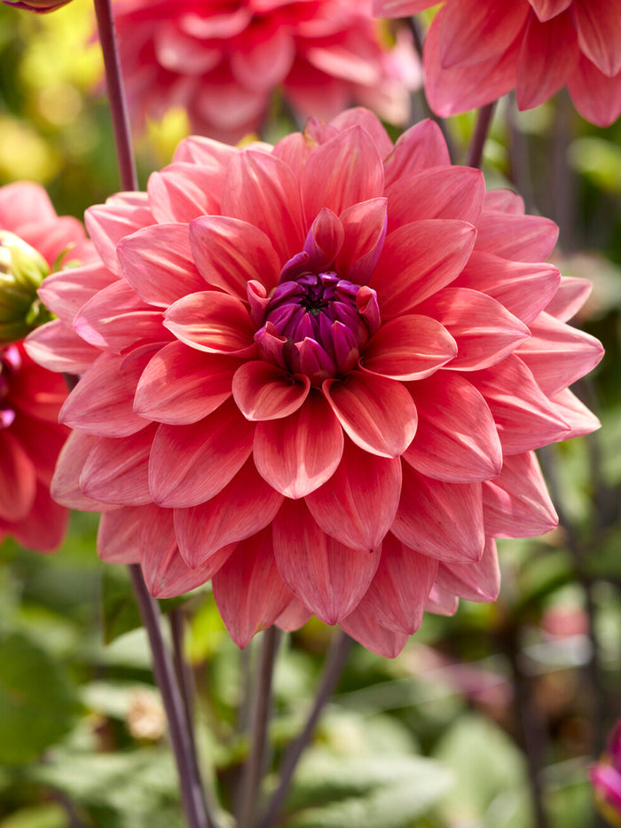 Dahlia American Dawn