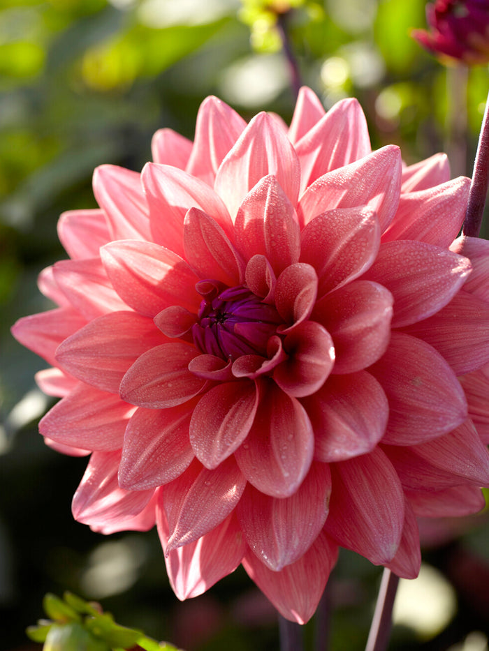 Dahlia American Dawn