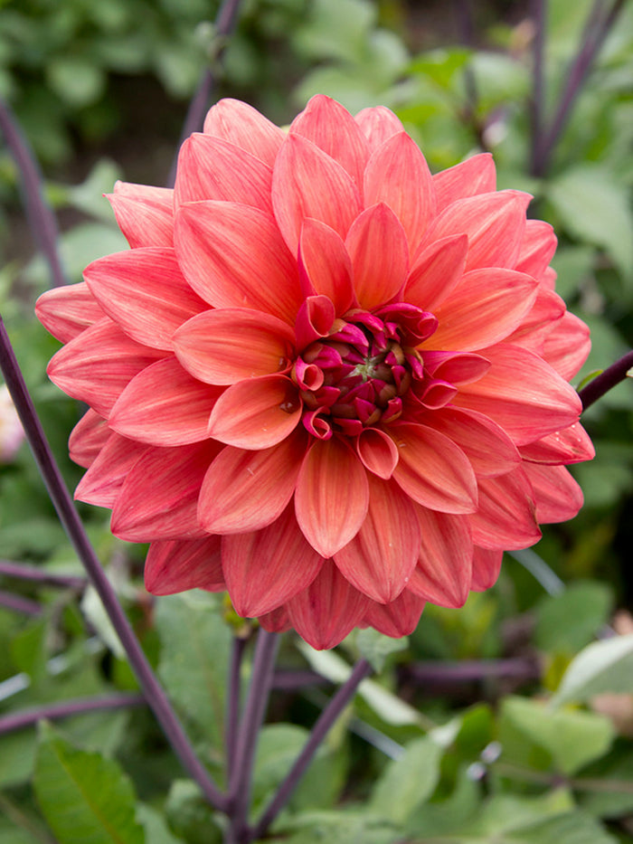 Dahlia American Dawn