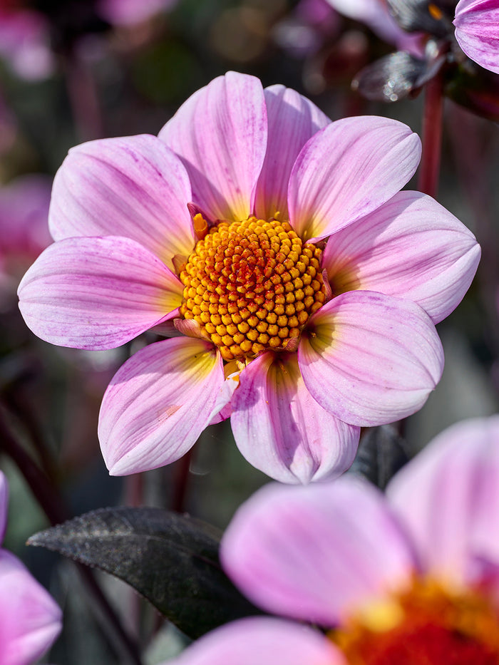 Dahlia American Pie