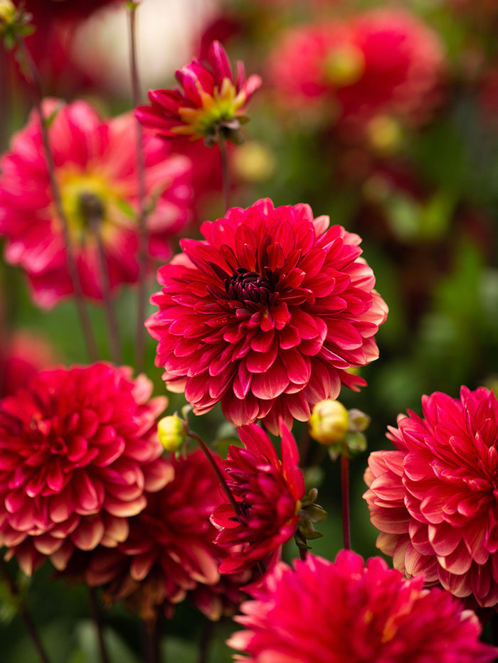 Dahlia Antibes