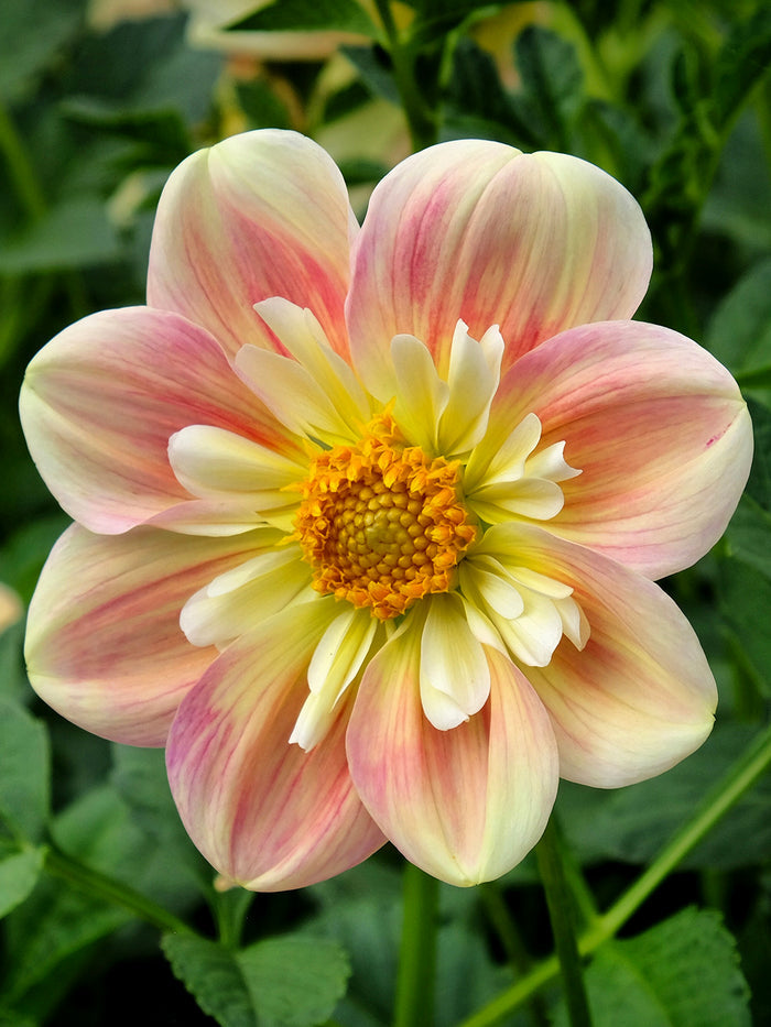 Dahlia April Heather