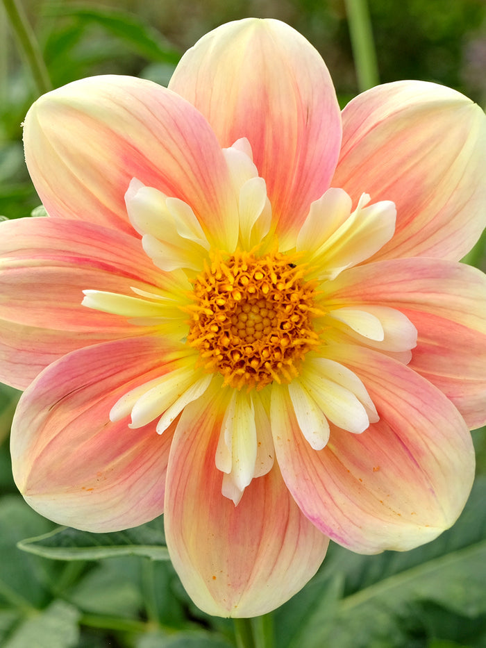 Dahlia April Heather