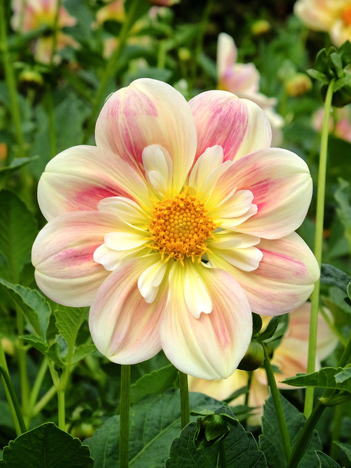Dahlia April Heather