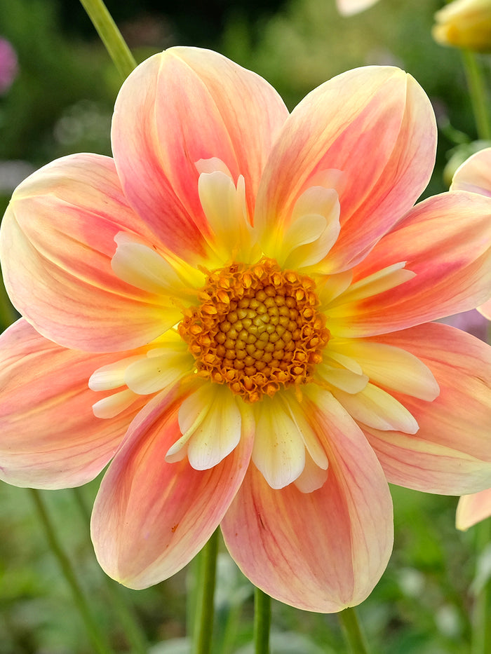 Dahlia April Heather