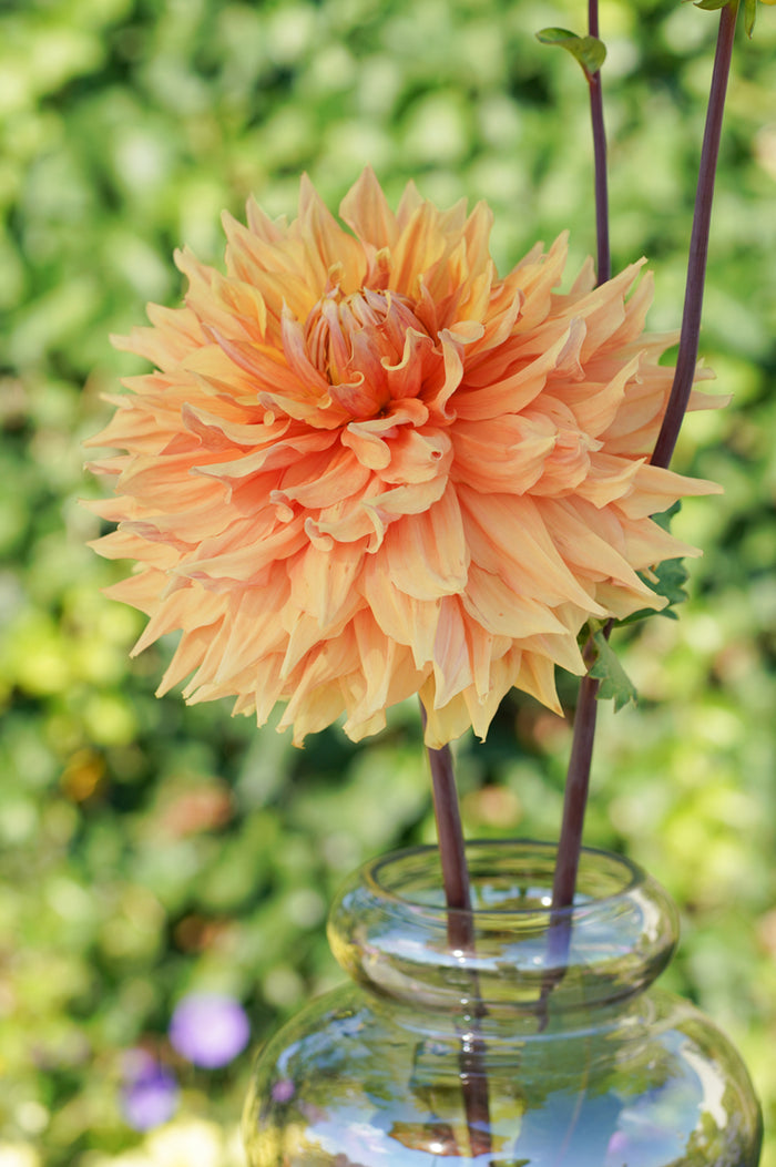 Dahlia Big Brother Tubers