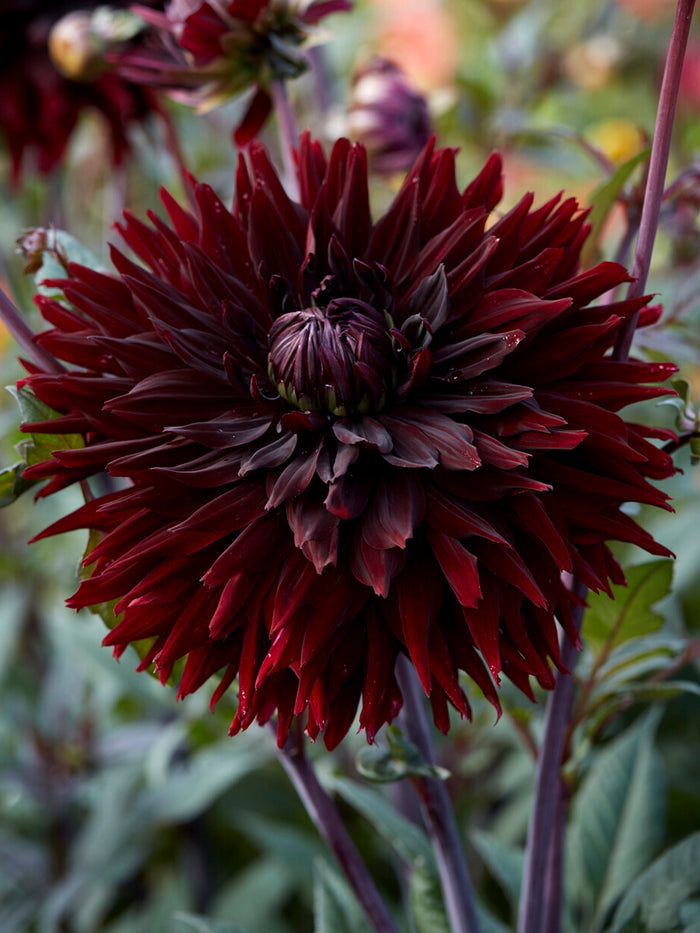 Dahlia Black Jack