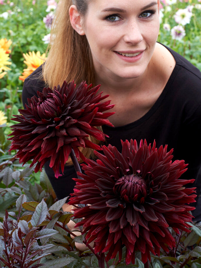 Dahlia Black Jack