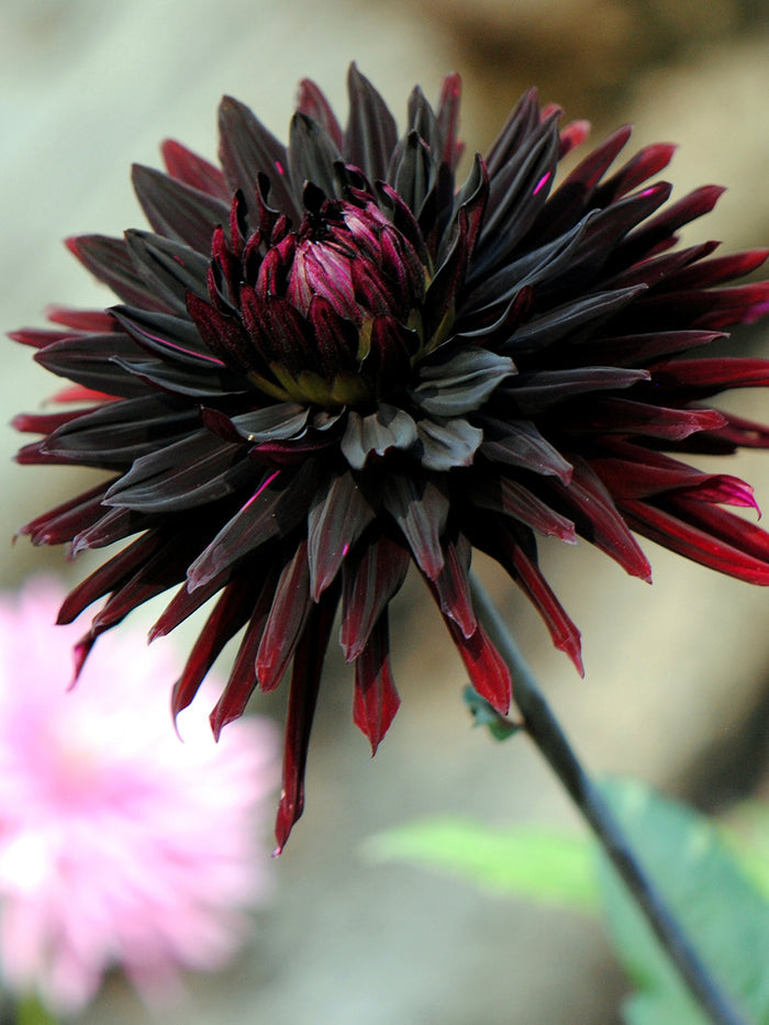 Dahlia Black Jack