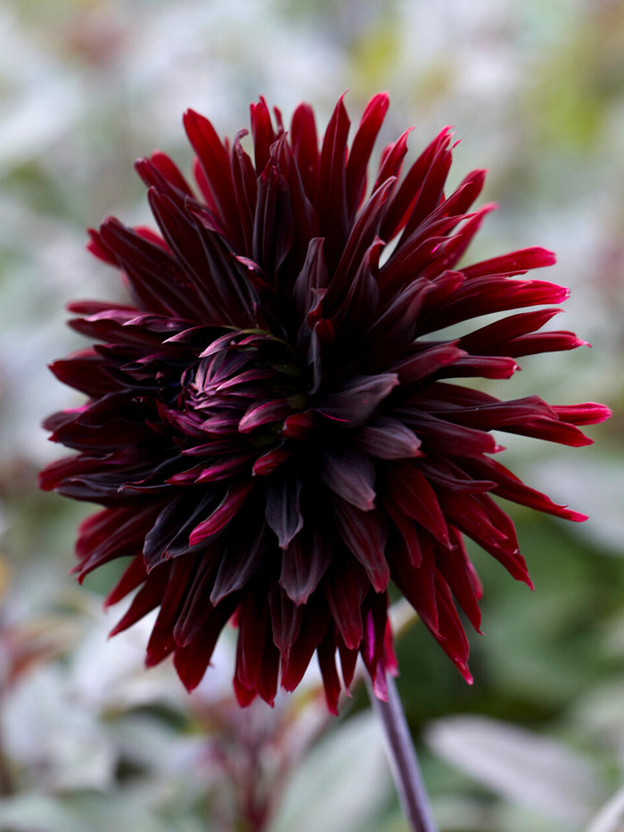 Dahlia Black Jack