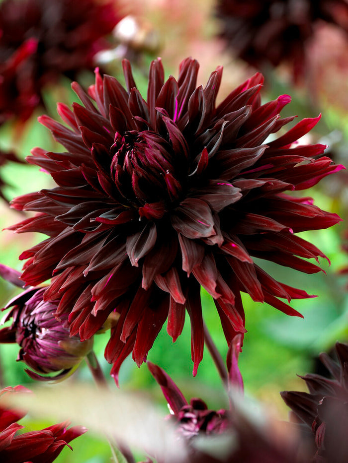Dahlia Black Jack