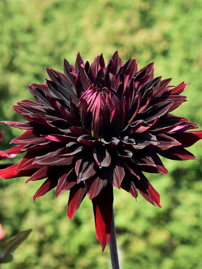 Dahlia Black Jack