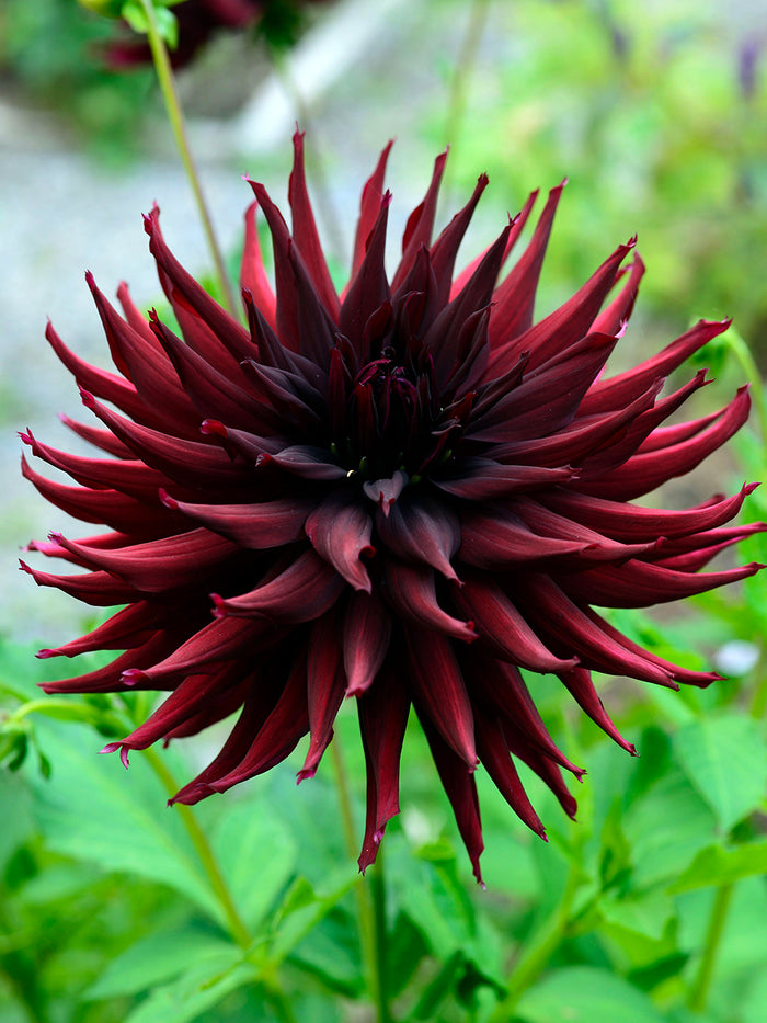 Dahlia Black Narcissus