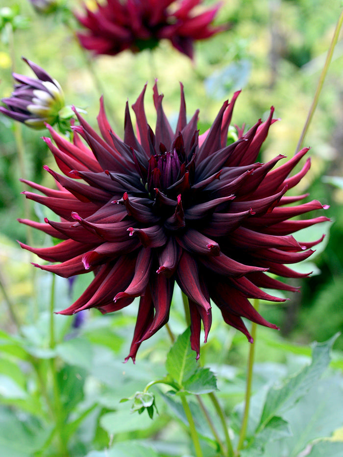 Dahlia Black Narcissus
