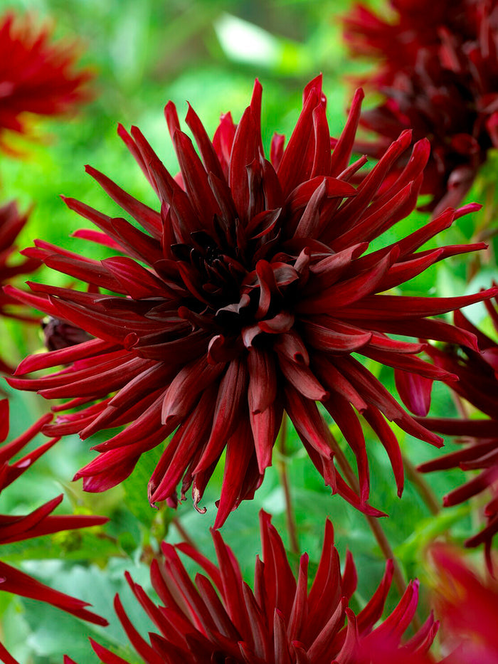 Dahlia Black Narcissus