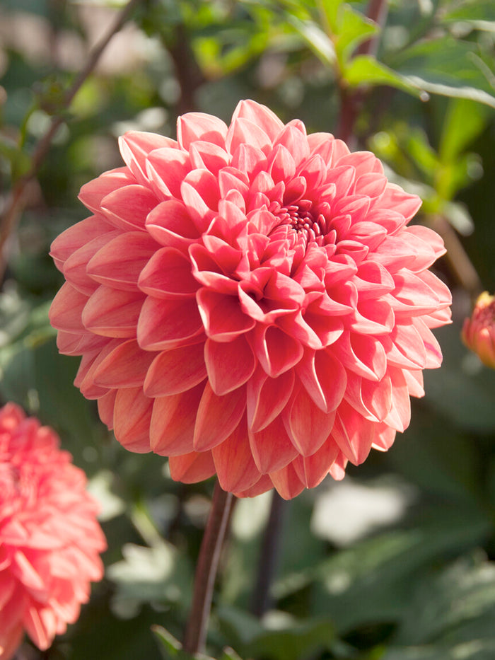Dahlia Blitzer