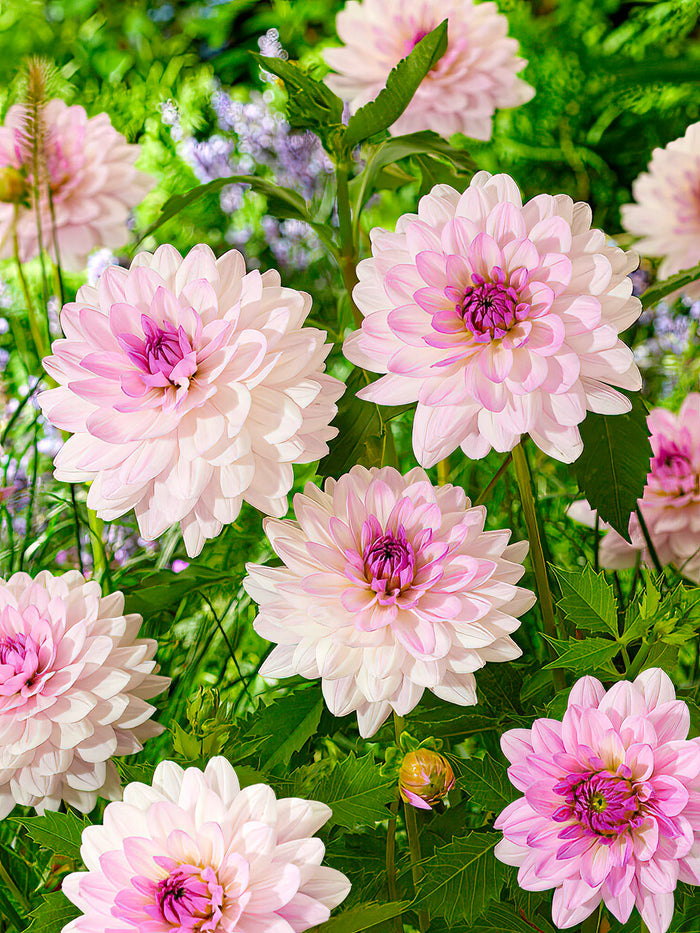 Dahlia Blush Mirage