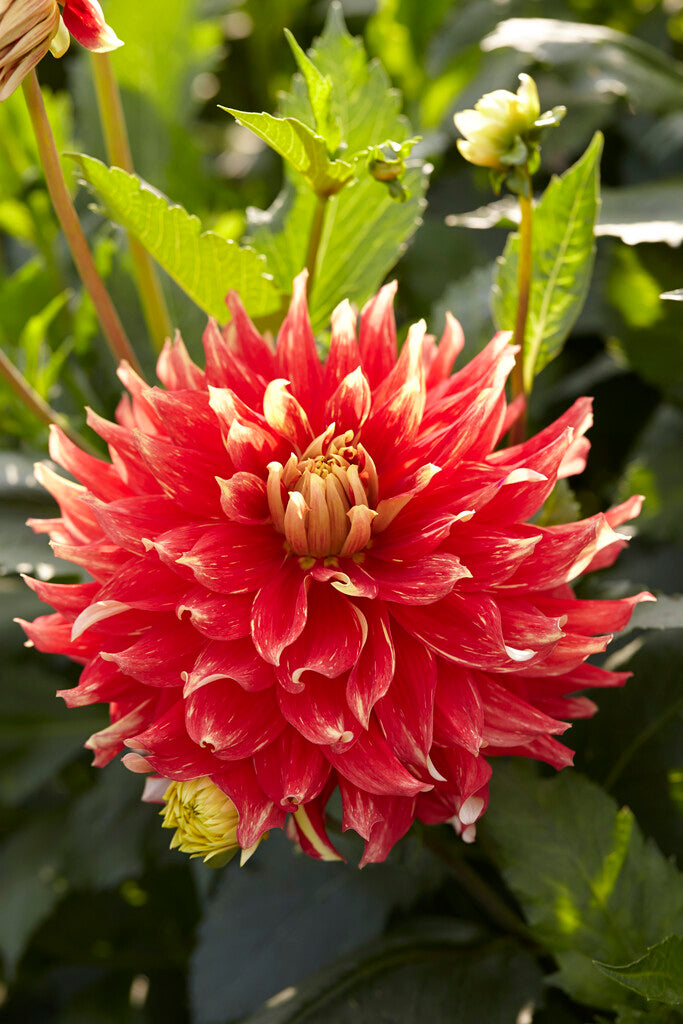 Dahlia Bodacious Bulbs Dinnerplate Dahlias