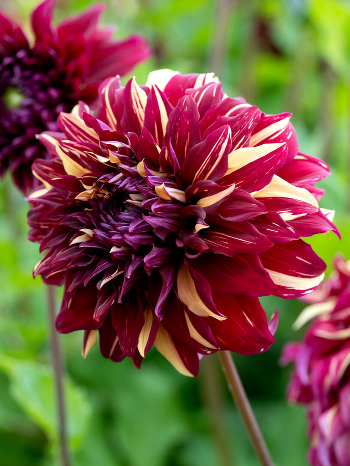 Dahlia Bohemian Spartacus