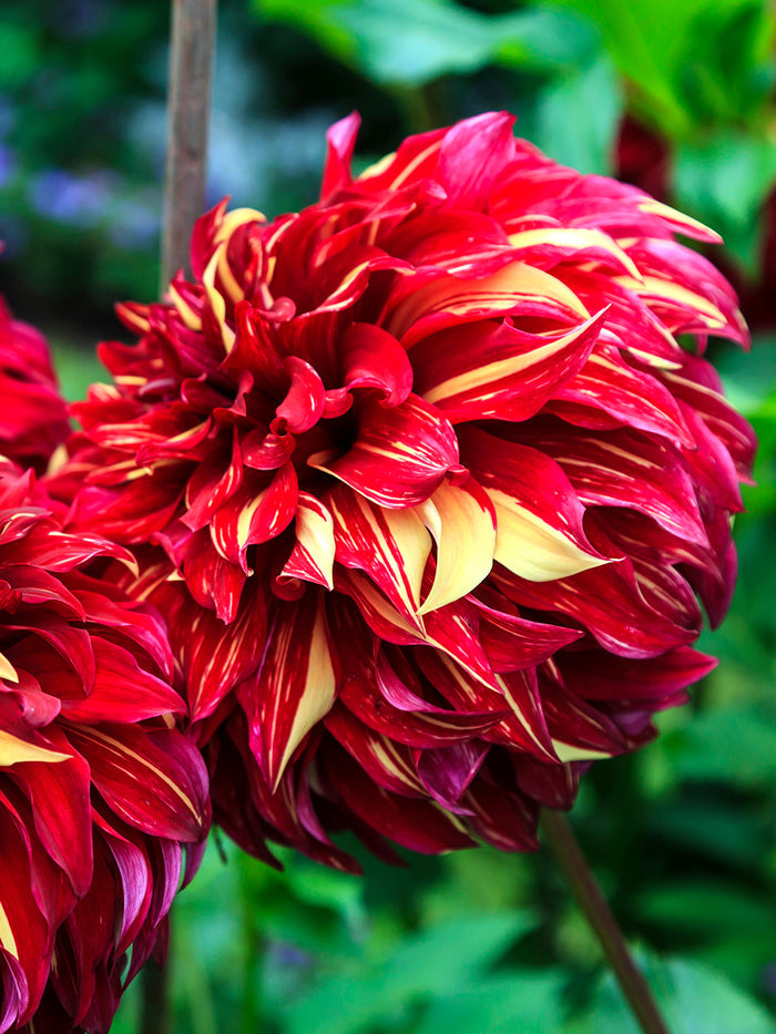 Dahlia Bohemian Spartacus