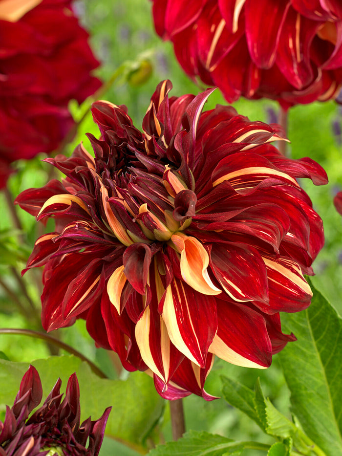 Dahlia Bohemian Spartacus