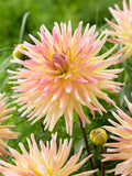 Dahlia Cabana Banana