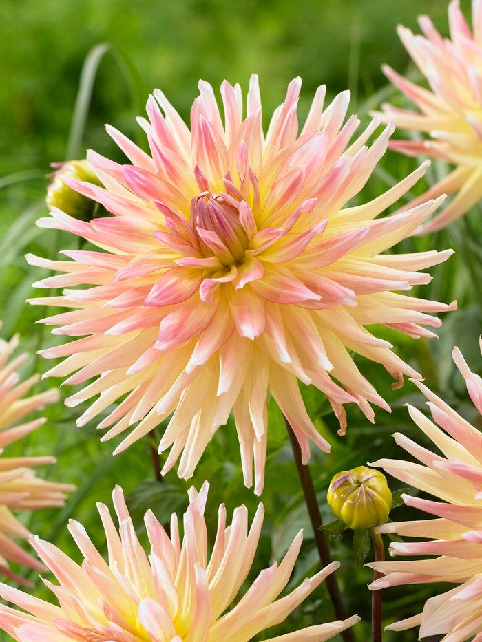 Dahlia Cabana Banana