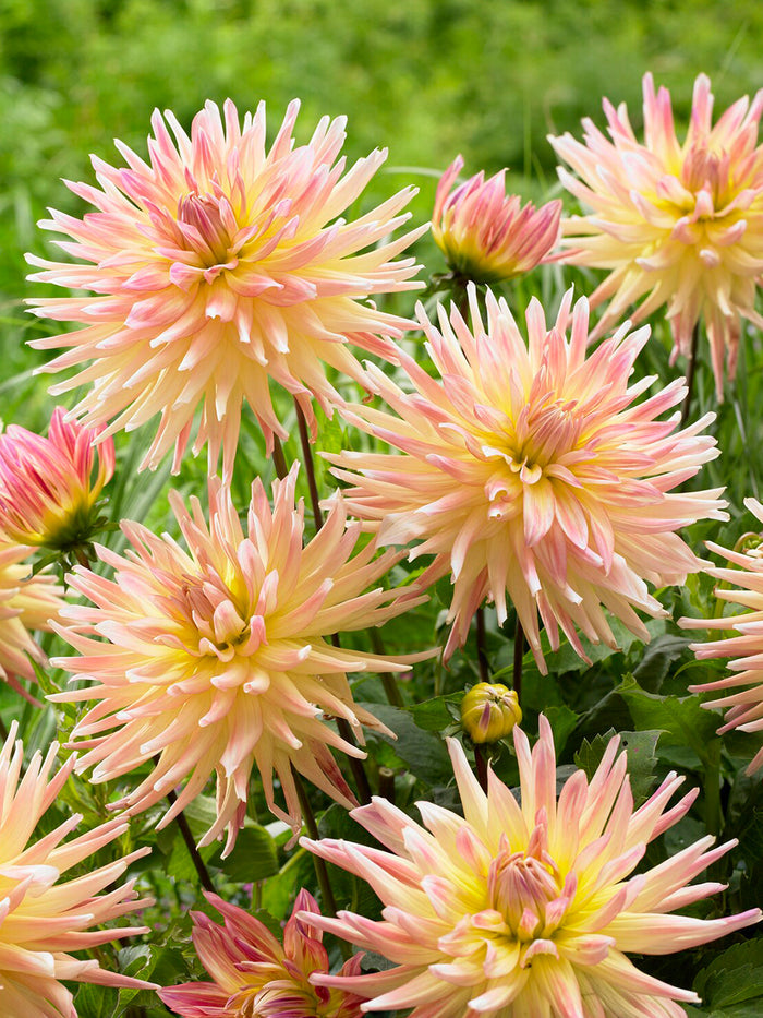 Dahlia Cabana Banana