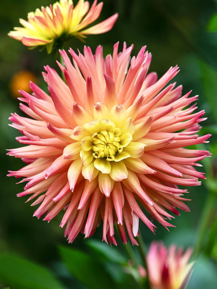 Dahlia Cabana Banana