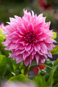 Dahlia Café Au Lait Rose Tubers