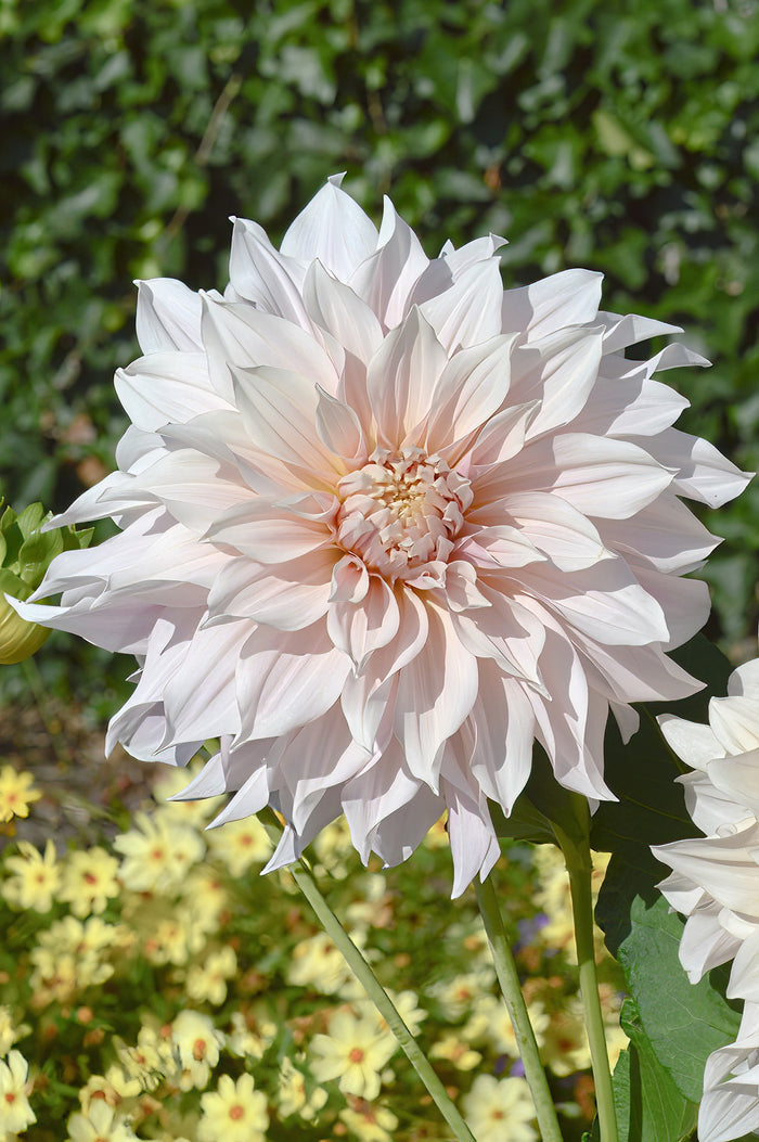 Cafe Au Lait Dahlia Tubers