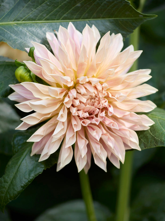 Dahlia Cafe de Paris