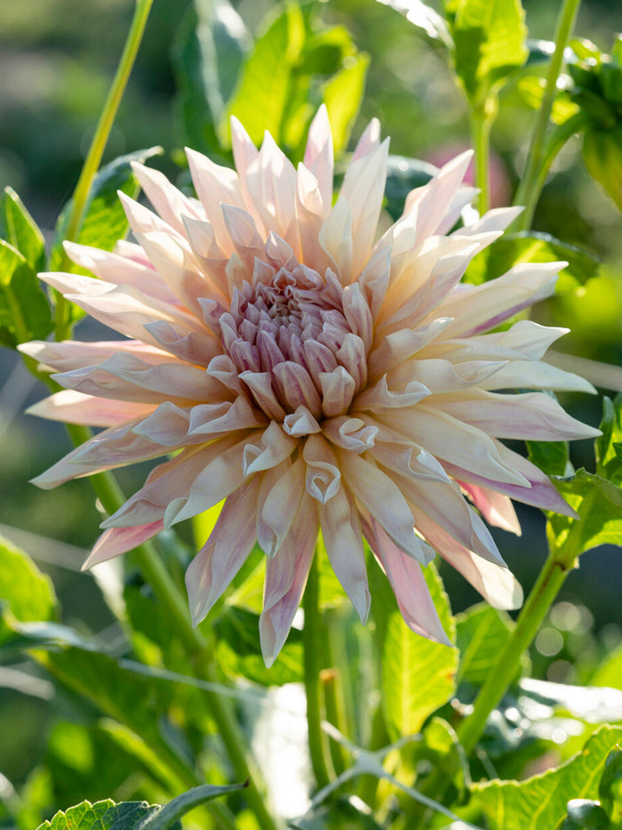 Dahlia Cafe de Paris