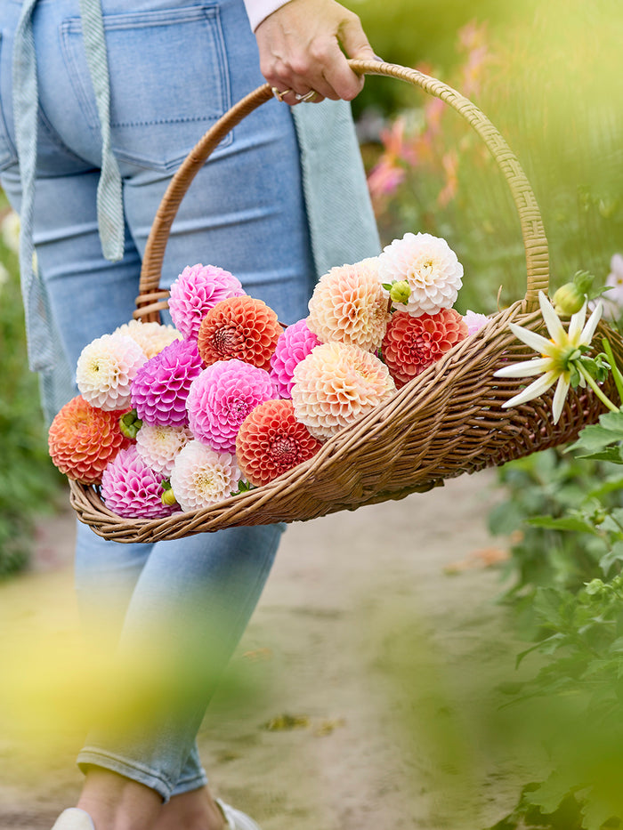 Dahlia Candy Ball Collection