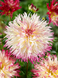 Dahlia Caproz Josephine
