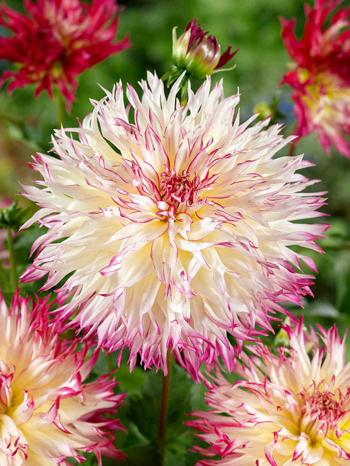Dahlia Caproz Josephine