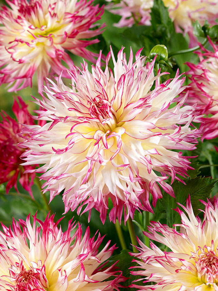 Dahlia Caproz Josephine