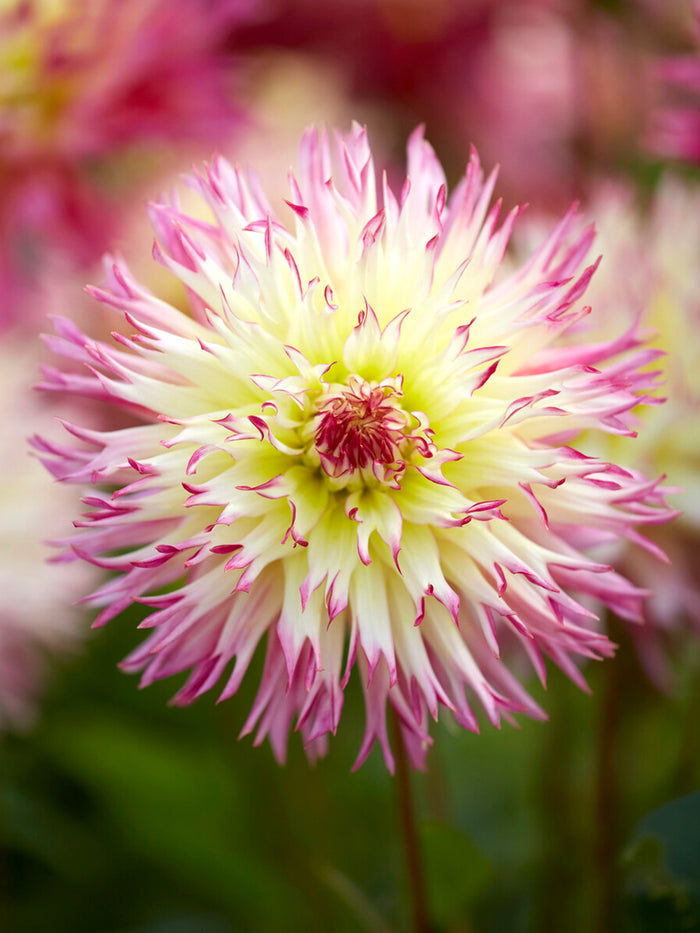 Dahlia Caproz Josephine