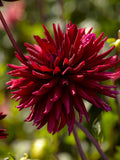 Dahlia Chat Noir
