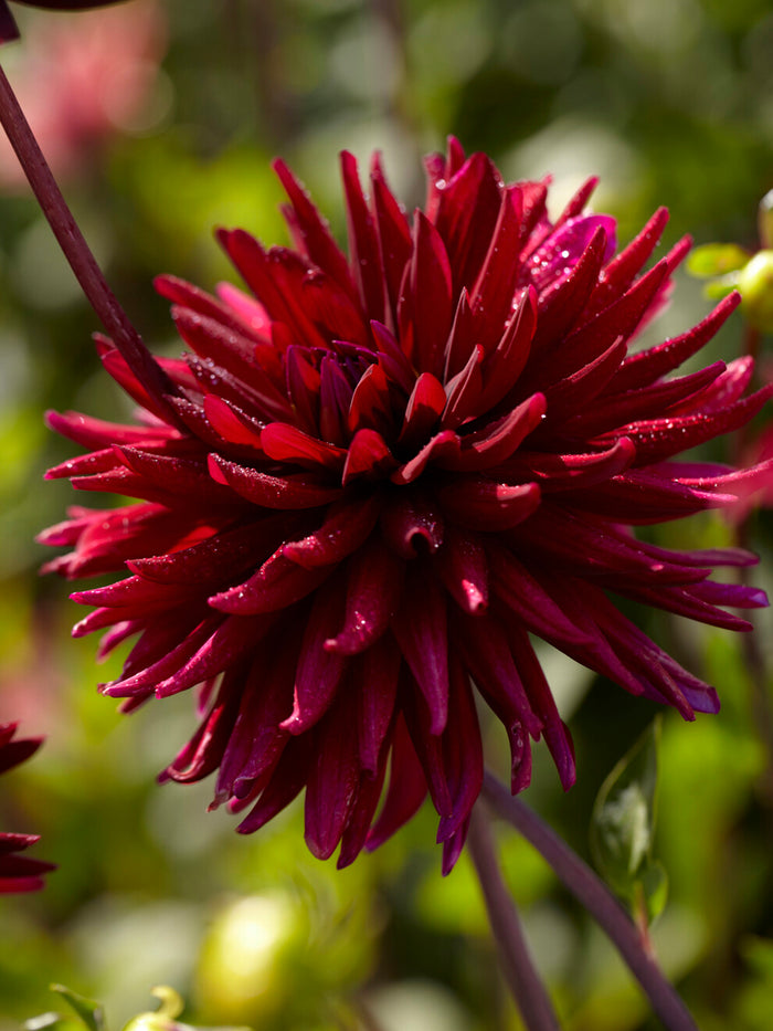 Dahlia Chat Noir