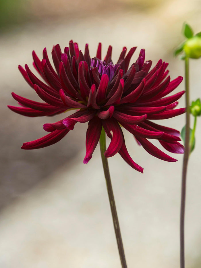 Dahlia Chat Noir