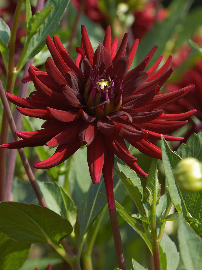 Dahlia Chat Noir