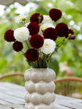 Dahlia Classic Contrast Collection