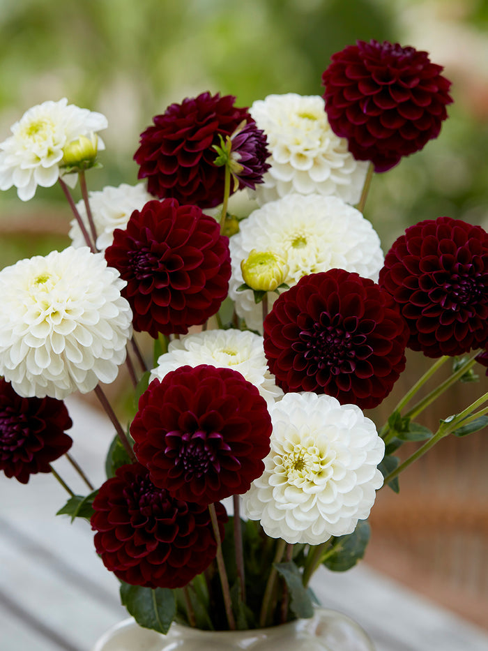 Dahlia Classic Contrast Collection