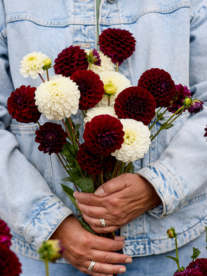 Dahlia Classic Contrast Collection